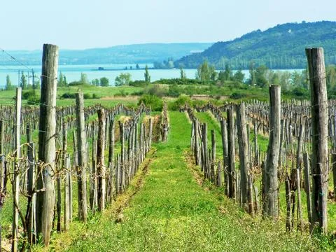 Vineyard Stock Photos