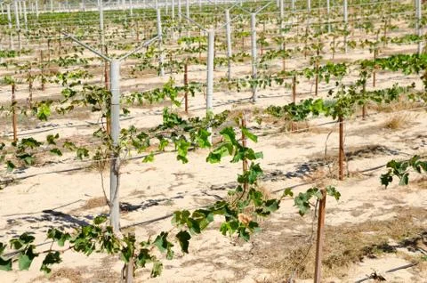 Vineyard Stock Photos