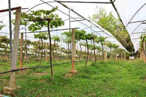 Vineyard Stock Photos