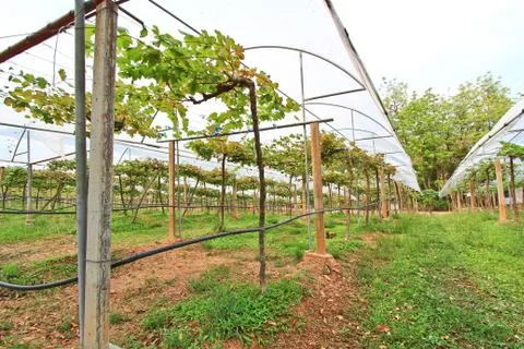 Vineyard Stock Photos