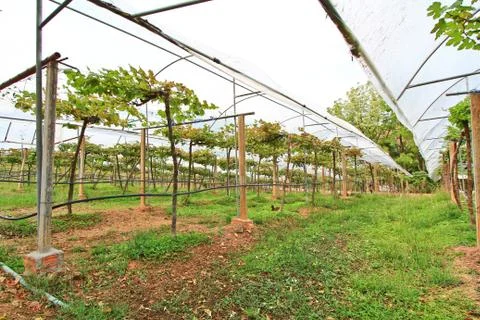 Vineyard Stock-Fotos
