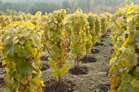 Vineyard Stock Photos