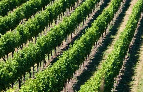 Vineyard Stock Photos