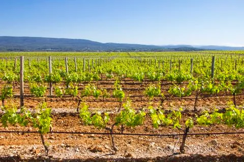 Vineyard Stock-Fotos