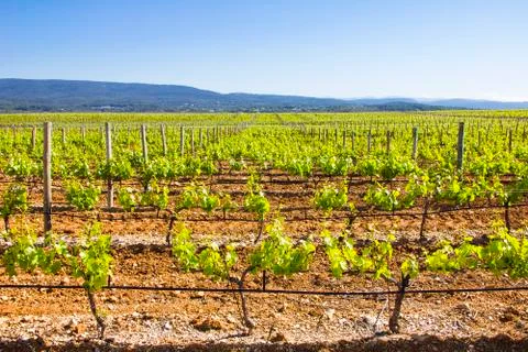 Vineyard Stock Photos