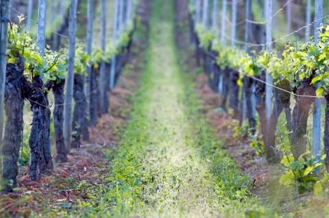 Vineyard Stock Photos