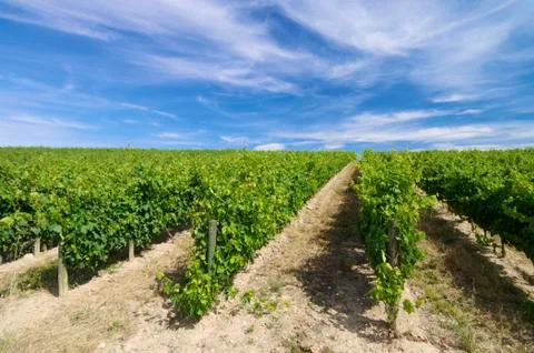 Vineyard Stock Photos
