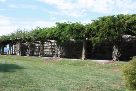 Vineyard Stock Photos