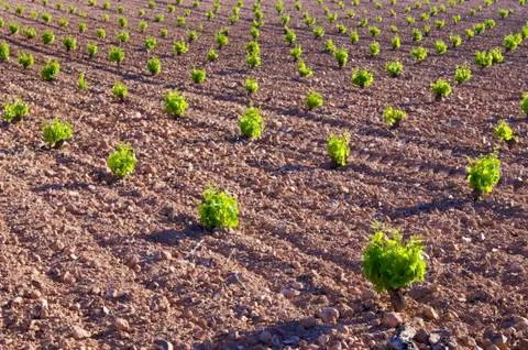 Vineyard Fotos de archivo