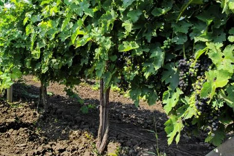 Vineyard. Stock Photos