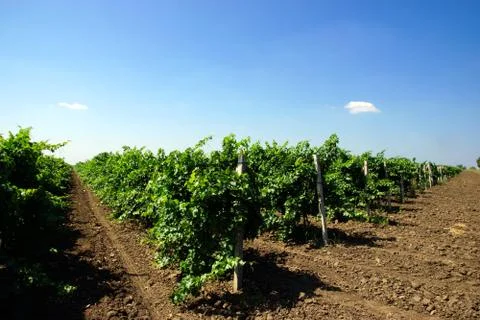 Vineyard. Stock Photos