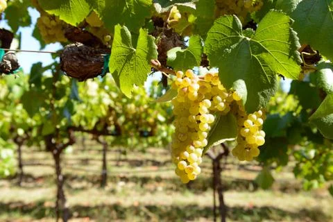 Vineyard Stock Photos