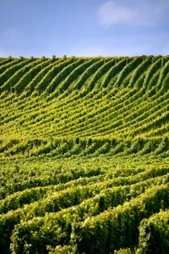 Vineyard Stock Photos