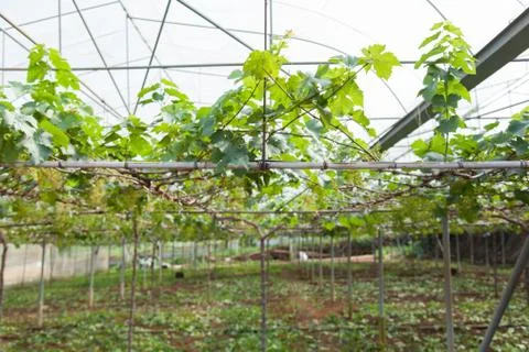 Vineyard Stock Photos