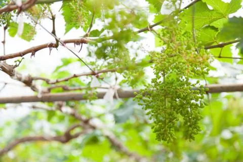 Vineyard Stock Photos