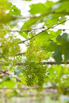 Vineyard Stock Photos