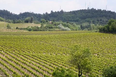 Vineyard Stock Photos