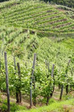 Vineyard Stock Photos