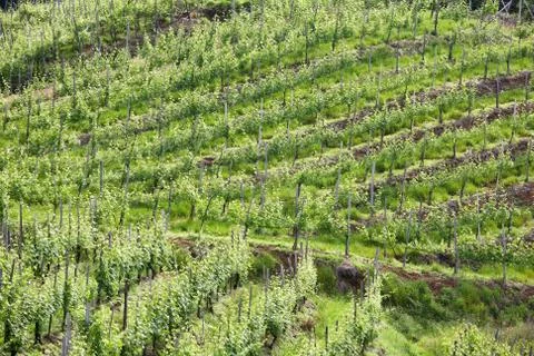 Vineyard Stock Photos