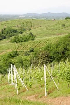 Vineyard Stock Photos