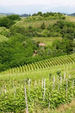 Vineyard Fotos Stock