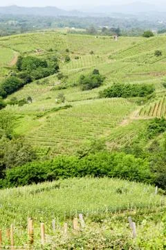 Vineyard Stock Photos
