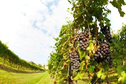 Vineyard Stock Photos