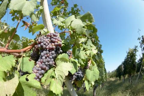 Vineyard Stock Photos