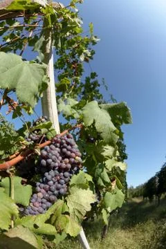 Vineyard Stock Photos