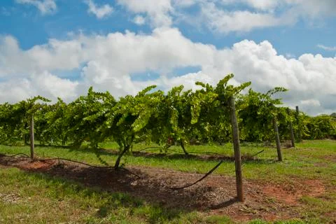 Vineyard Stock Photos