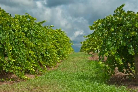 Vineyard Stock-Fotos