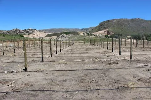 Vineyard Stock Photos