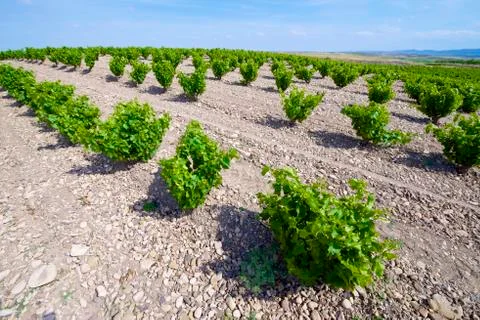Vineyard Stock Photos