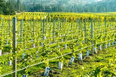 Vineyard Stock Photos