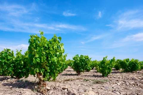 Vineyard Fotos de archivo