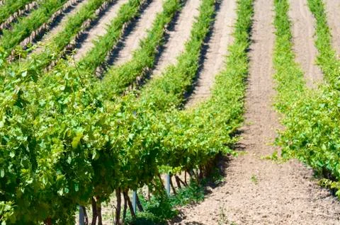 Vineyard Foto stock
