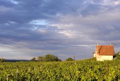 Vineyard Stock-Fotos