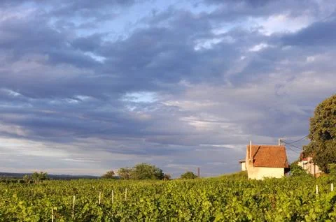 Vineyard Stock Photos