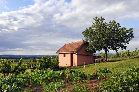 Vineyard Stock Photos