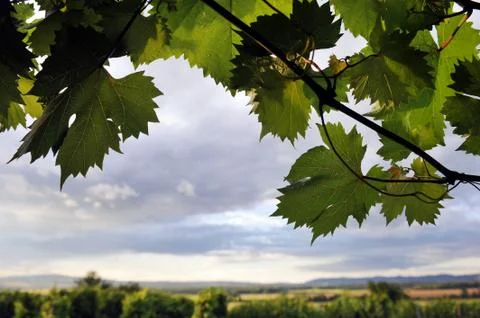 Vineyard Stock Photos