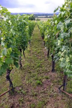 Vineyard Stock Photos