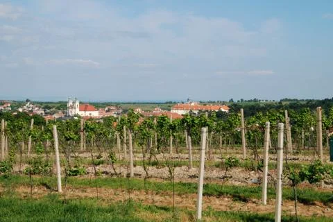 Vineyard Foto stock