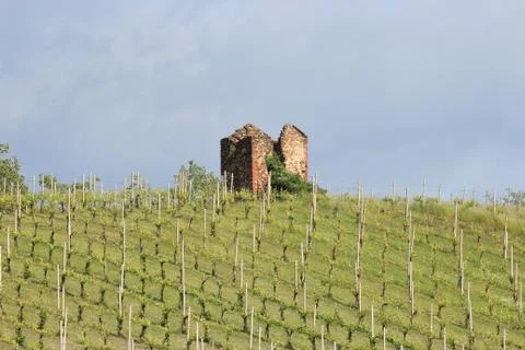 Vineyard Stock Photos