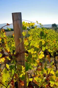 Vineyard Stock Photos