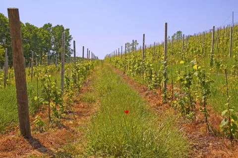 Vineyard Stock Photos