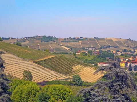 Vineyard Stock Photos