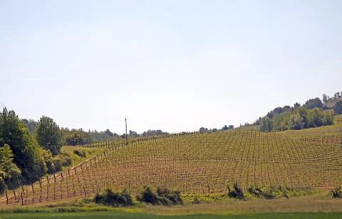 Vineyard Stock Photos