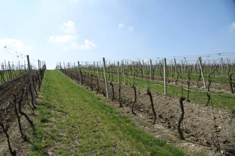 Vineyard Stock Photos