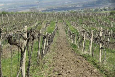 Vineyard Stock Photos