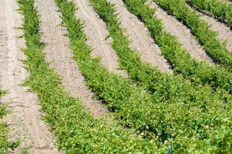 Vineyard Foto stock